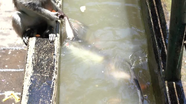 Wild monkeys bathe and play in pond at sacred monkey forest in Ubud, Bali, Indonesia. Monkey forest park travel landmark and tourist destination site in Asia where monkeys live in wildlife environment