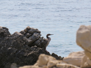 Rock in the sea with a bird behind