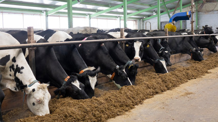 cows and calves on a livestock farm