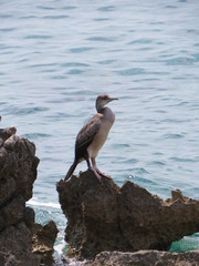 bird on the beach on a rock