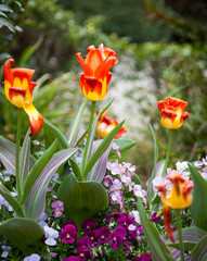 Beautiful Tulips in Garden.