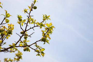 Young green ume plum fruit on a tree., Japan plum.