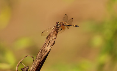 little dragonfly,