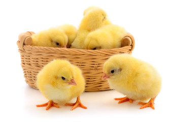 Small yellow chickens in basket.