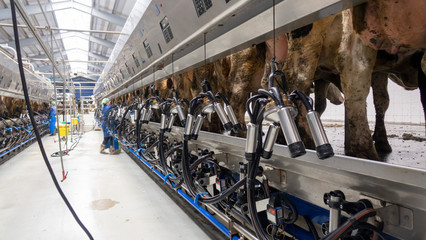 Automatic milking of cows on a cattle farm