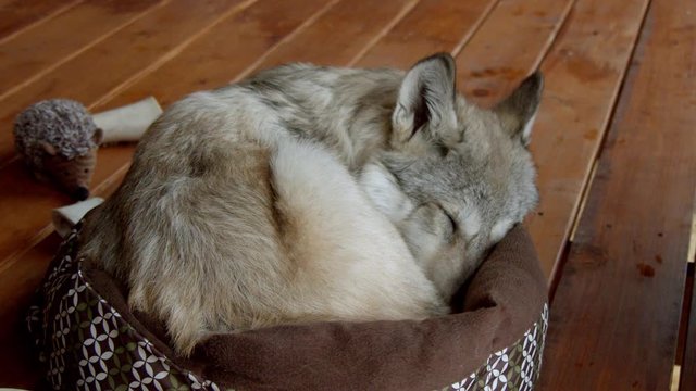 A grey wolf named Koa.