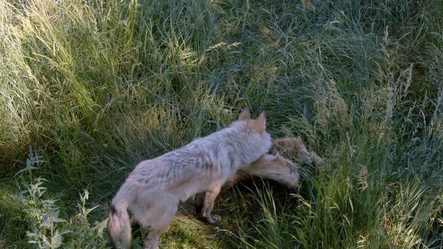A grey wolf named Koa.