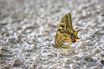 Fototapeta na wymiar Amazing colorful butterfly sitting on the white wall, blurred background with copy space