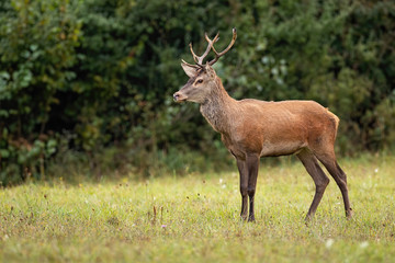 Naklejka na ściany i meble Red deer, Cervus elaphus, stag watching anxiously in the wilderness with copy space. Mammal standing on a clearing in autumn with blurred background