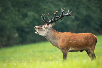 Male red deer, cervus elaphus, stag with big antlers bellowing on a meadow with green grass in rutting season. Wildlife scenery with powerful animal calling.