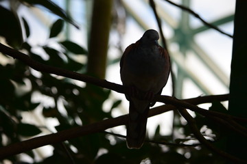 鳥