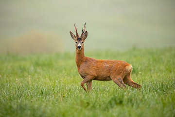 Roe deer, capreolus capreolus, buck watching alerted with front leg lifted in the air. Shy wild...