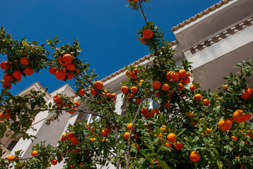 Frische reife Orangen auf einem Baum in Mallorca, Spanien