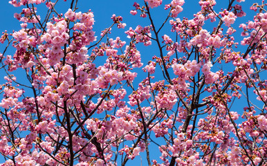 Pink blossom sakura flowers on a spring day in Japan.,