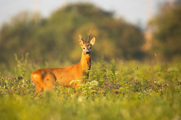 Roe deer, capreolus capreolus, buck with asymmetrical antlers watching alerted at sunrise in...