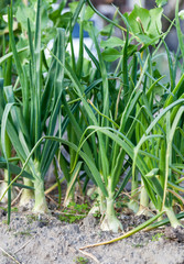 Fototapeta premium field of sprout spring garden plants onion