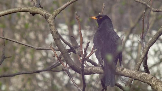 Medium wide Shot of a Blackbird sitting on a tree branch - a little reflection of the sun in its eye - looking around a little hectically then flying off.