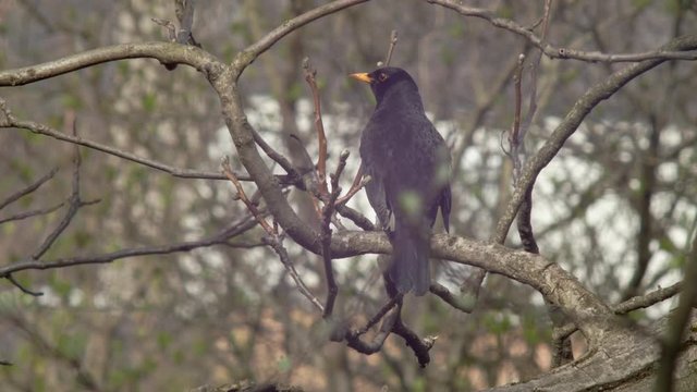 Medium Shot of 1 Blackbird sitting on a tree branch - a little reflection of the sun in its eye - looking around a little hectically then flying off.