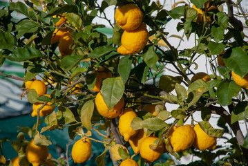 Baum voller reifer Zitronen auf spanischer Insel Mallorca