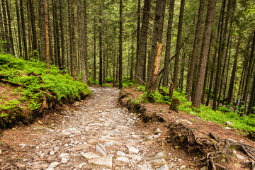 Path in deep pine forest. Tatra mountains. Poland