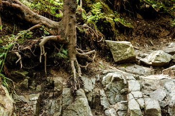 Roots of old trees in deep forest in Tatra mountains. Poland