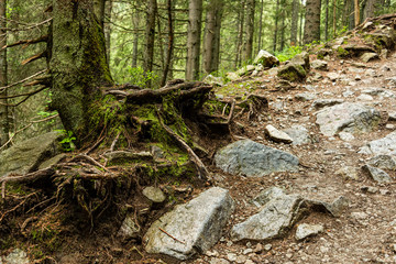 Roots of old trees in deep forest in Tatra mountains. Poland