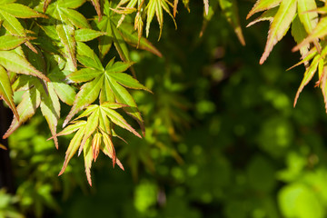 Green maple leaf., three maple leaves have changed color in fall.