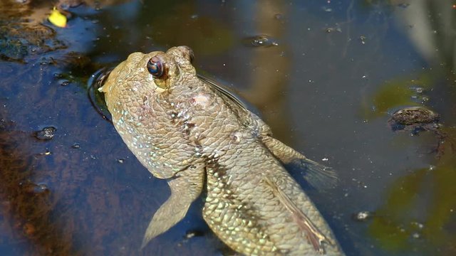 Mudskipper  laying in pond , Chiangmai Thailand