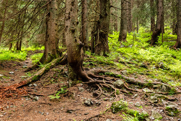 Roots of old trees in deep forest in Tatra mountains. Poland