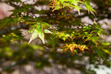 Green maple leaf., three maple leaves have changed color in fall.