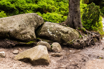 Roots of old trees in deep forest in Tatra mountains. Poland