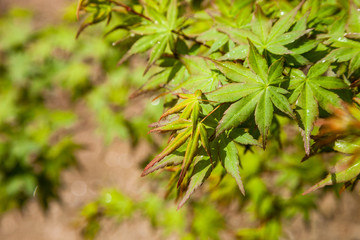 Green maple leaf., three maple leaves have changed color in fall.