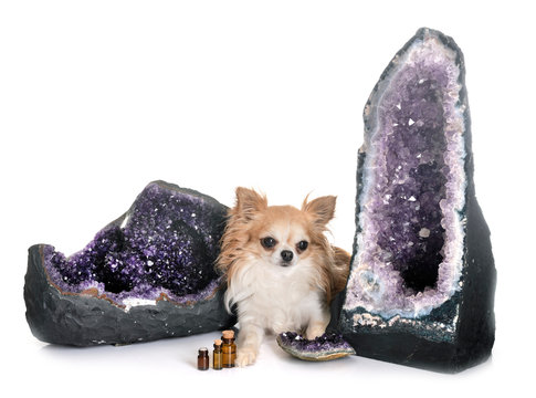 chihuahua and geode