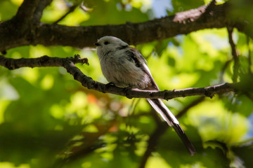 Obraz premium Природа