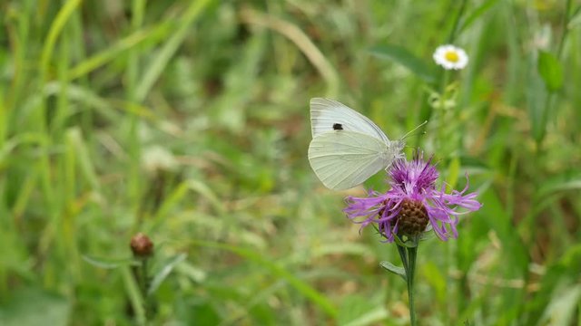  Cabbage white butterfly.