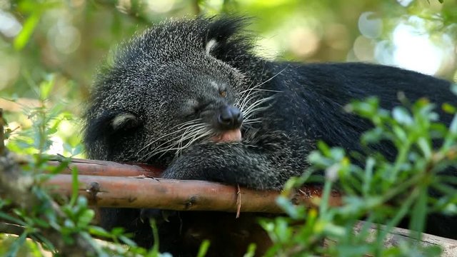 Binturong  laying  on The tree in Chiangmai Thailand