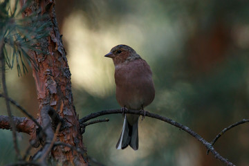 Природа