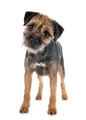 young border terrier