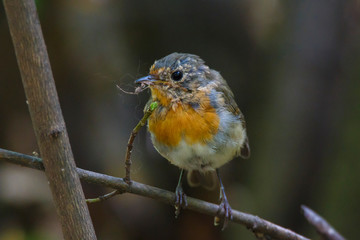 Природа