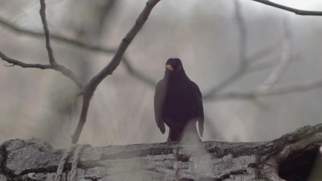 Slow motion medium wide shot of a Blackbird sitting on a thick tree branch, stepping forward, contemplating for a moment and finally catapulting itself from the branch taking flight.