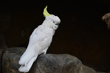 オウム