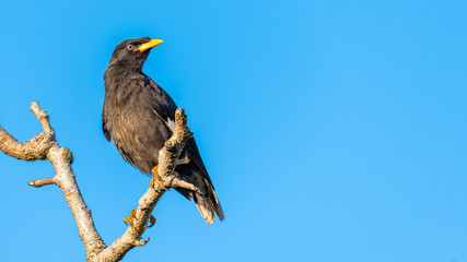 White-vented Myna perching on a perch looking into a distance with blue sky background