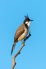 Red-whiskered bulbul perching on a perch looking into a distance with blue sky background