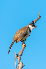 Red-whiskered bulbul perching on a perch looking into a distance with blue sky background