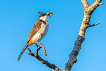 Red-whiskered bulbul perching on a perch with banyan fruit in its beak, blue sky background