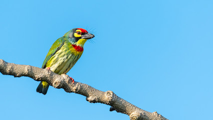 Coppersmith barbet perching on a perch looking into a distance with blue sky in background