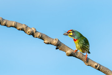 Coppersmith barbet perching on a perch looking into a distance with blue sky in background