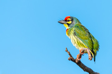 Coppersmith barbet perching on a perch looking into a distance with blue sky in background