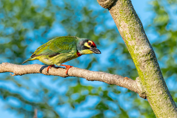 Coppersmith barbet perching on a perch looking into a distance with blue sky in background