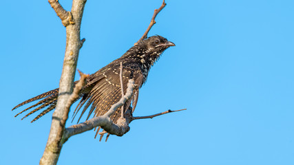 Female Asian Koel perching on a perch to sun·bathe with morning sunlight and blue sky background